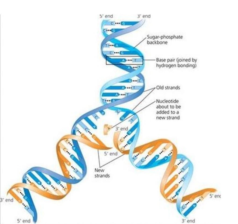 Why does DNA need to replicate in our cells-example-1