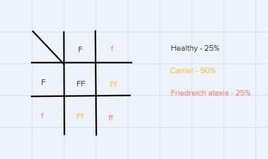 What is the probability that the child of two carriers of the Friedreich ataxia gene-example-1