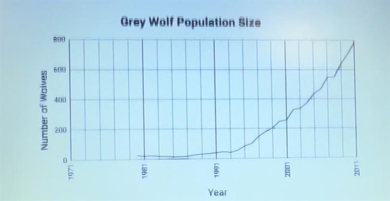 The gray wolf population was close to extinction in the United States due to overhunting-example-1