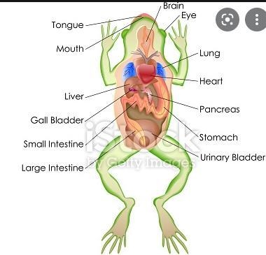 Picture of Frog anatomy-example-1