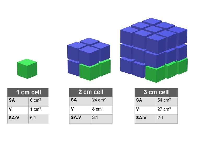 12. Which of the following would be a reason why a cell would divide when itreaches-example-1