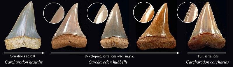 Which of the following evidence for evolution can be obtained from fossils?A. vestigial-example-1