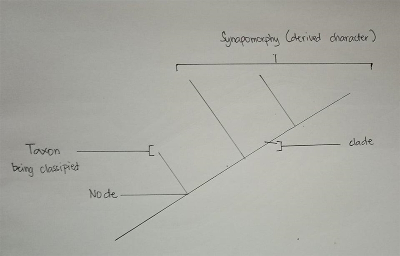 ID the anatomy of a cladogram. Can anyone help me please-example-1