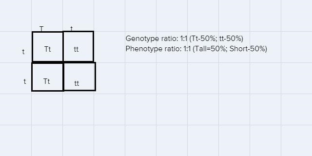 Needing help with number 1 , using Punnett squares please-example-1