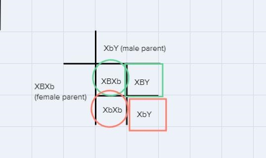 What is the genotype of individual B in generation I?-example-1