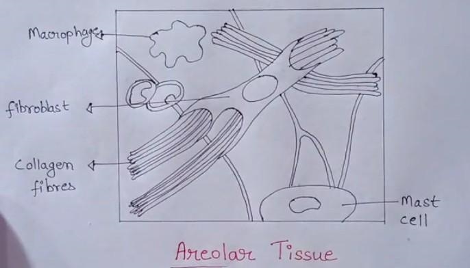 What are areolar tissues? Explain with the help of diagram ( optional)​-example-1