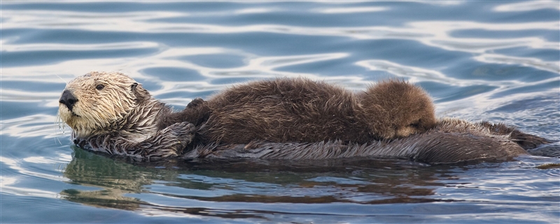 Which of the following typical adaptations of marine animals is not found in sea otters-example-1