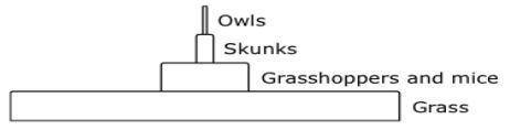 Which energy pyramid accurately represents the amount of energy at each level of this-example-1