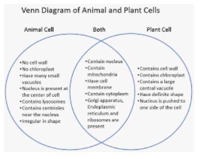 Venn diagram of cells​-example-1