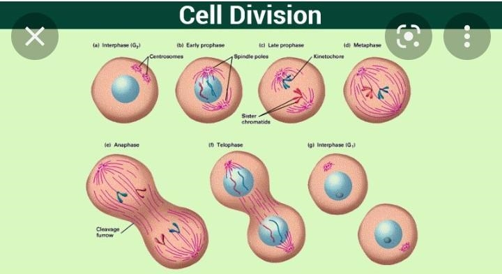 What is cell division?-example-1