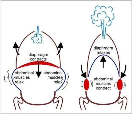 Which process is taking place in the diagram? A) inhalation; The diaphragm is contractingB-example-1