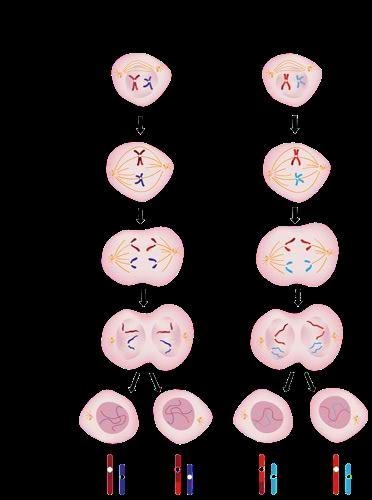 in meiosis, crossing over occurs, where homologous chromosomes synapse and their chromatids-example-2