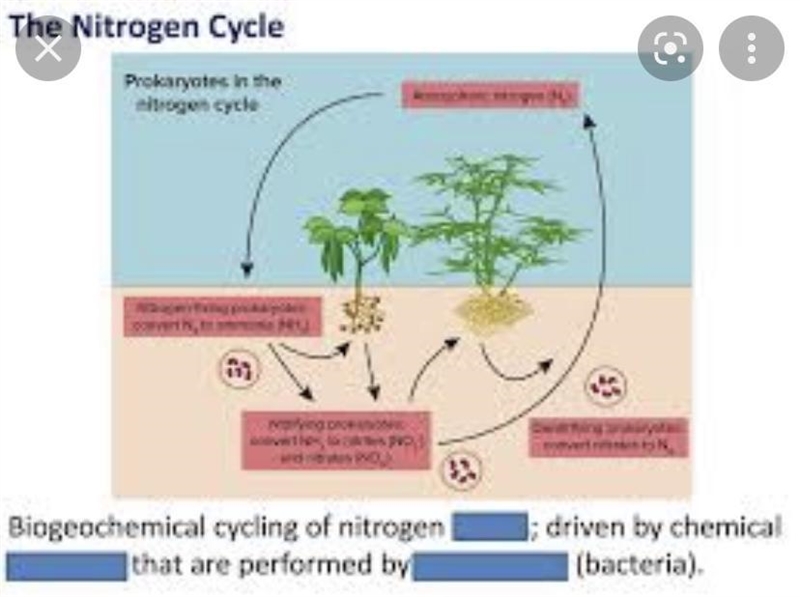 Help pls Which role do plants play in the nitrogen cucle?-example-1