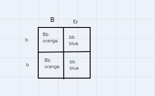 Monohybrid crosses: heredity assignment. Must show work on punnet square and provide-example-1