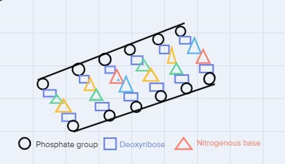 Please help me with this?Describe your DNA model. Which part do the straws represent-example-1