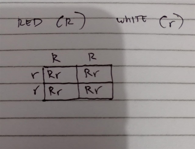 May I get help with number one using punnets squares an explanation-example-1