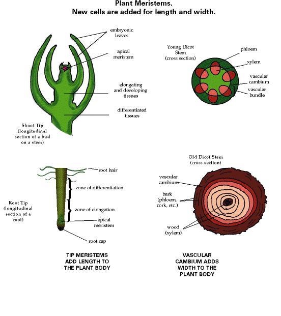 Explain the concept of growth using these terms: differentiate, meristem, elongation-example-2