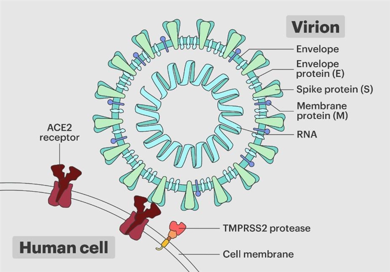 What does a viral particle use from the host cell to enter the cell?CapsinNucleoid-example-2