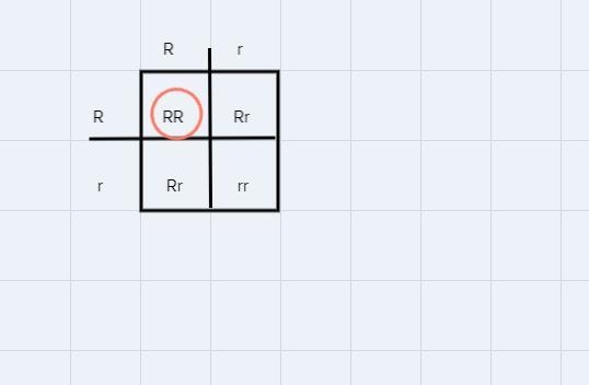 On a piece of paper (or anything you can use to solve this) complete a monohybrid-example-1