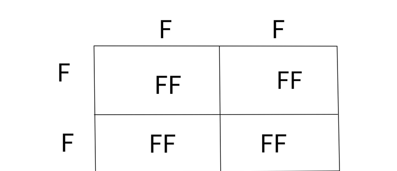 In humans, free earlobes (F) is a dominant trait to attached earlobes (f) . If parents-example-1