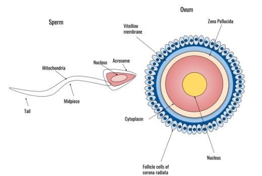 When two gametes (such as an egg and sperm) combine, the process is known asasexual-example-1