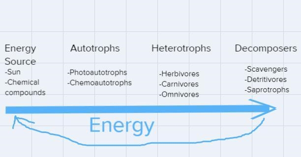 Which of the following models shows the flow of energy in a woodland ecosystem? Select-example-1