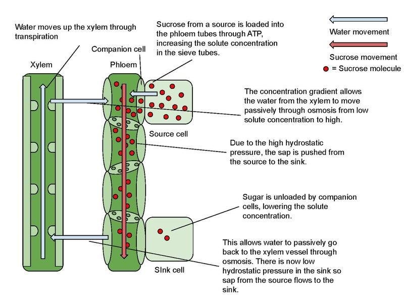 What is the difference between xylem and phloem? (give 5 differences)-example-1