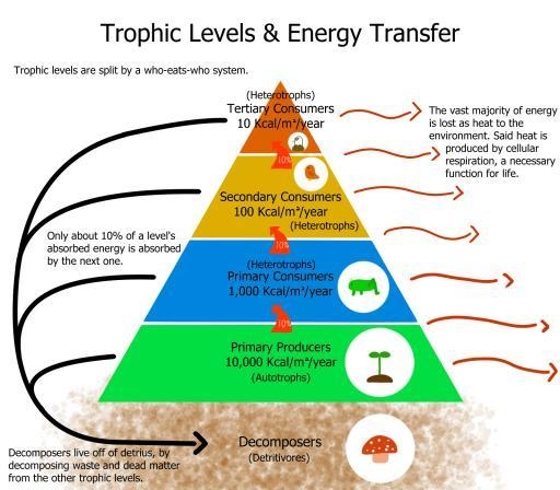 Describe how energy flows through trophic levels in a food chain.-example-1