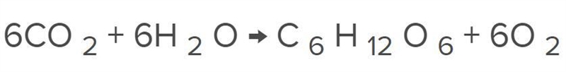 Which of the following statements best explains how light energy is transformed into-example-1