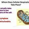 2.in which part of a cell does respiration take place A.cell membrane B. Chromosomes-example-1