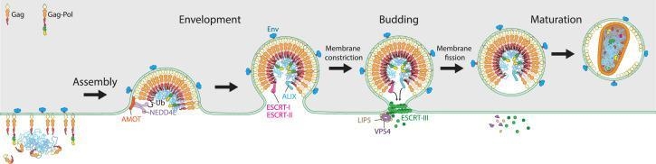 Envelope viruses get their envelope during which step?-example-1