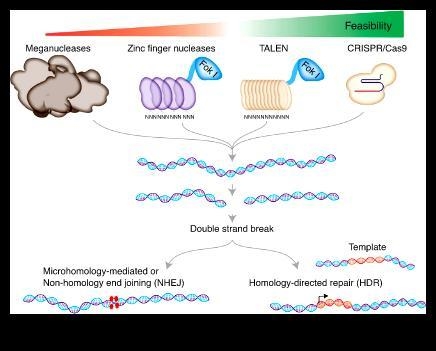 How can human gene editing extend human life span?-example-1