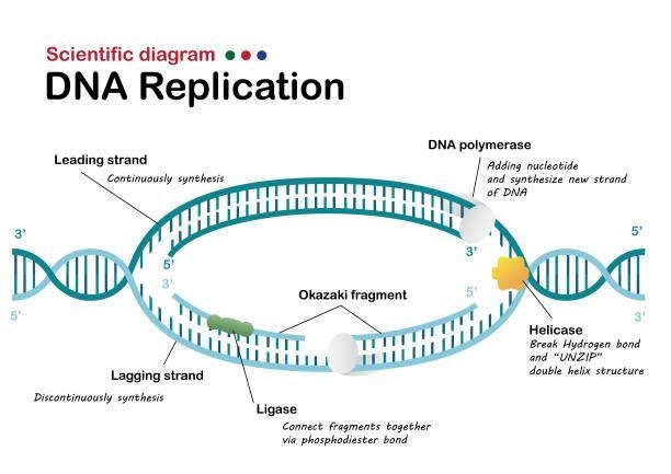 The image below shows the process of DNA replication. Identify the components of the-example-1