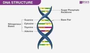 What are the components of DNA? What’s the structure of nucleotides and how do they-example-1