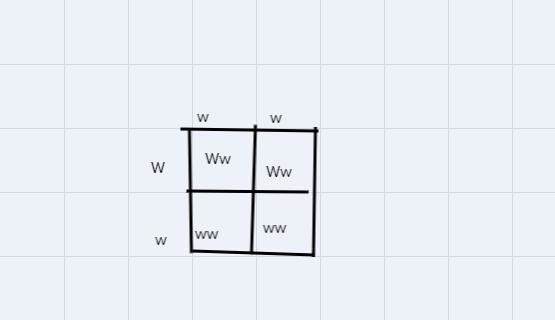 Widow's peak (W) is dominant to Straight hairline (w). If a homozygous recessive femaleand-example-1