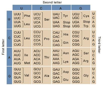 What three letter codon will produce Tryptophan?-example-1