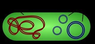 Match each prokaryotic structure with its corresponding function.[Each choice will-example-1