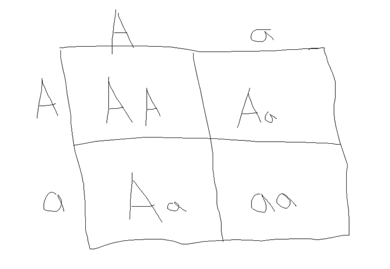 An individual of the genotype “Aa” mates with an individual of the genotype “Aa”. What-example-1