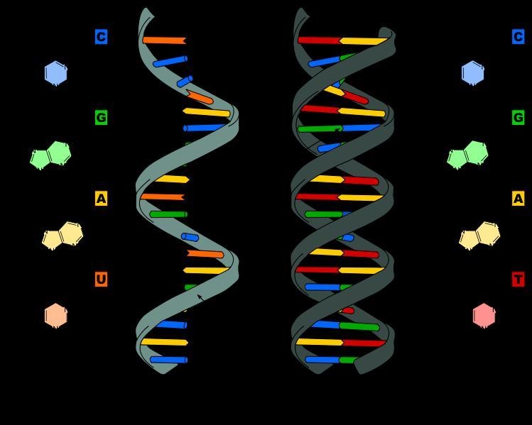 Contrast RNA and DNA. (Nitrogen Bases) Could you separate the RNA & DNA answers-example-1