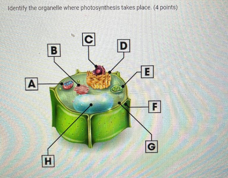 Identify the organelle where photosynthesis takes place. (4 points)BНЕA60FH H-example-1