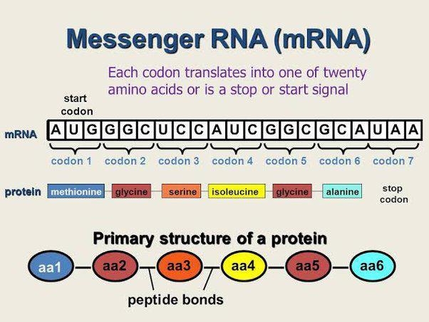 Lab: building proteins from RNA Please help this shi confusesnme to much-example-1