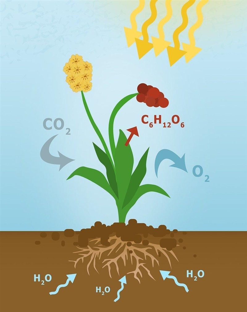 Hello. how do plants deep in the ocean receive their energyhow does photosyntesis-example-1