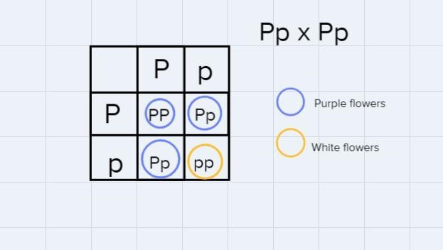 In pea plants, purple flower (P) is due to the dominant allele and white flowers is-example-1