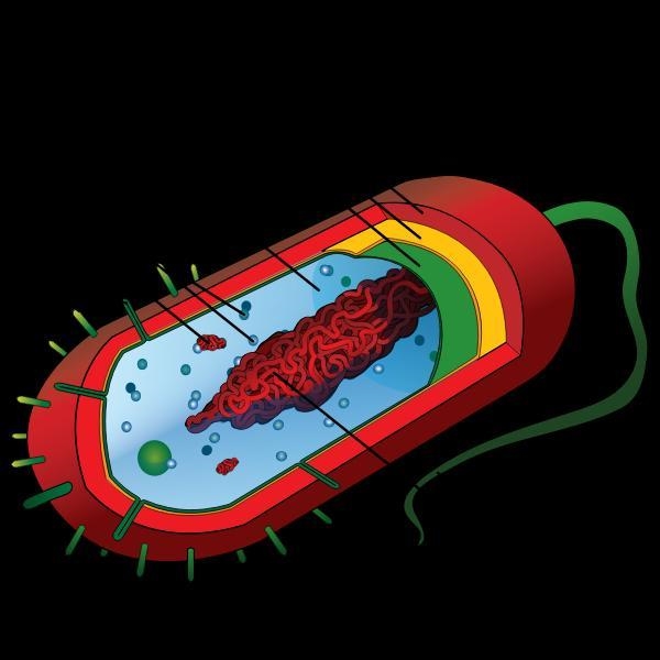 Match each prokaryotic structure with its corresponding function.[Each choice will-example-2