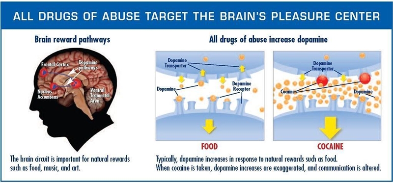 The brain is susceptible to addiction largely because of its response when dopamine-example-1