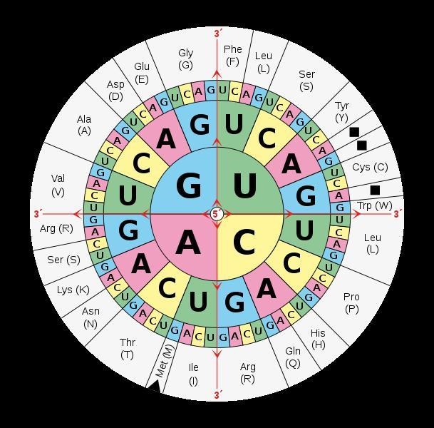 Using the genetic code table, identify that all protein-coding sequences begin with-example-2