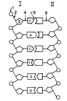 19. Below is a model of DNA.Which process takes place before mitosis occurs in a cell-example-1