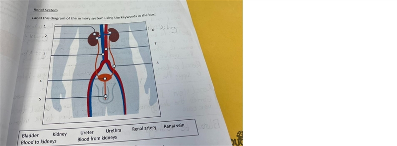 Label the diagram of the urinary system using the keywords in the box-example-1