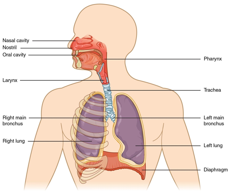 Starting from the outside the body, what is the correct order of organs that air travels-example-1