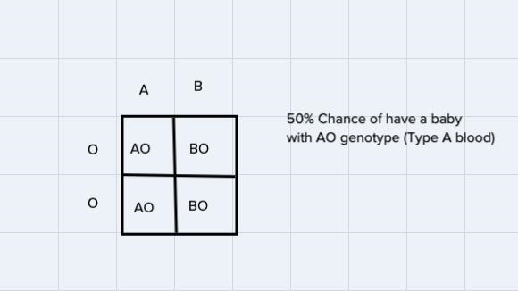 1. What are the possible genotypes of the offspring made from a parent with homozygous-example-2